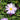 Aster x dumosus 'Mittelmeer' Kissen-Aster