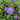 Aster x dumosus 'Prof.Anton Kippenberg' Kissen-Aster