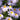 Aster x dumosus 'Silberblaukissen' Kissen-Aster