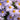 Aster x dumosus 'Silberteppich' Kissen-Aster