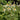 Aster macrophyllus 'Albus' Großblättrige Aster