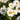 Aster novae-angliae 'Herbstschnee' Rauhblatt-Aster