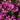 Aster novi-belgii 'Crimson Brocade' Glattblatt-Aster
