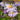 Aster novi-belgii 'Dauerblau' Glattblatt-Aster