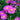 Aster novi-belgii 'Karminkuppel' Glattblatt-Aster
