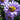Aster novi-belgii 'Rosenpompon' Glattblatt-Aster