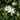 Aster novi-belgii 'Schneeberg' Glattblatt-Aster