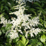 Astilbe x arendsii 'Brautschleier' Prachtspiere