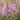 Astilbe chinensis var.pumila, gen. Teppich-Spiere