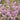 Astilbe chinensis var.pumila 'Christian' Prachtspiere