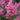 Astilbe x japonica 'Bremen' Prachtspiere