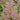 Astilbe x japonica 'Europa' Prachtspiere