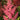 Astilbe x japonica 'Red Sentinel' Prachtspiere