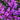 Aubrieta x cult.'Blaumeise' Blaukissen