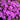Aubrieta x cult.'Hamburger Stadtpark' Blaukissen
