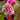 Bergenia cordifolia 'Herbstblüte' Bergenie