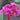 Bergenia cordifolia 'Abendglut' Bergenie