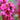 Bergenia cordifolia 'David' Bergenie