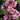 Bergenia cordifolia 'Oeschberg' Bergenie