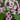 Bergenia cordifolia 'Silberlicht' Bergenie