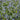 Brunnera macrophylla 'Langtrees' Geflecktes Kaukasus-Vergissmeinnicht