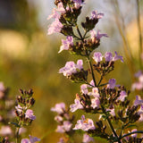 Calamintha nepeta 'Triumphator' Steinquendel