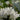 Campanula glomerata 'Alba' Knäuel-Glockenblume