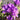 Campanula glomerata 'Joan Elliott' Knäuel-Glockenblume