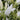 Campanula latifolia var.macrantha 'Alba' Wald-Glockenblume