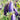 Campanula x punctata 'Sarastro' Garten-Glockenblume