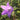Campanula trachelium Nessel-Glockenblume