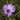 Catananche caerulea Blaue Rasselblume