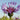 Centaurea montana 'Grandiflora' Berg-Flockenblume