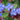 Ceratostigma plumbaginoides Chinesische Bleiwurz