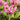 Chelone obliqua Schlangenkopf  (Schildblume)