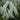 Cimicifuga simplex 'White Pearl' Oktober-Silberkerze
