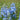 Delphinium x bellad.'Ballkleid' Rittersporn