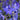 Delphinium x bellad.'Völkerfrieden' Rittersporn