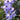 Delphinium x elatum 'Ouvertüre' Rittersporn