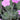 Dianthus gratianop.'Nordstjernen' Pfingst-Nelke