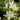 Dictamnus albus 'Albiflorus' Weißer Brennender Busch, Diptam