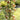 Digitalis ferruginea 'Gigantea' Fingerhut