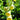 Digitalis grandiflora (ambigua) Großblütiger Fingerhut