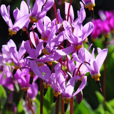 Dodecatheon meadia Götterblume