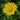 Doronicum orientale 'Little Leo' Garten-Gemswurz