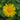 Doronicum orientale 'Magnificum' Garten-Gemswurz