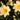 Dryas x suendermannii Sündermann-Silberwurz
