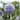 Echinops banaticus 'Taplow Blue' Balkan-Garten-Kugeldistel