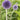 Echinops ritro 'Veitchs Blue' Veitch's-Kugeldistel