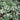 Epimedium pinnatum ssp.colchicum Schwarzmeer-Elfenblume